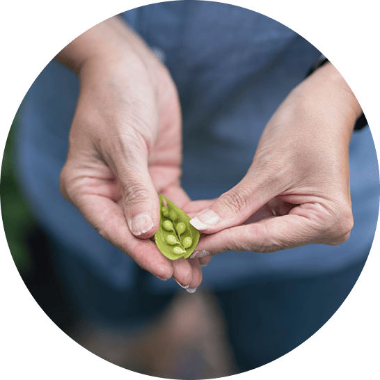 Hands holding peas